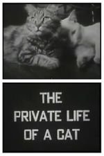 Watch The Private Life of a Cat (Short 1946) Primewire