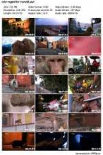 Watch National Geographic Monkey Thieves: Heroes - Villains Primewire
