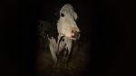 Watch Cow Primewire