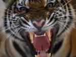 Watch 20 Animals That Will Kill You Primewire