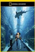 Watch National Geographic Megastructures Dubai Mega Mall Primewire