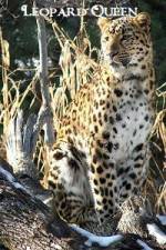 Watch Leopard Queen Primewire