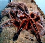 Watch Spidermania (TV Special 2002) Primewire
