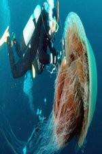 Watch Monster Jellyfish Primewire