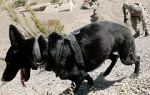 Watch SEAL Dog Primewire