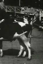Watch Rube and Mandy at Coney Island Primewire