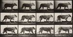 Watch Lioness Walking Primewire