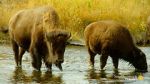Watch The Last Buffalo Primewire