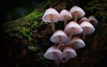 Watch Fungi: The Web of Life Primewire