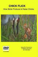 Watch Chick Flick How Birds Produce and Raise Chicks Primewire