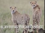 Watch Surviving the Serengeti Primewire