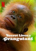 Watch Secret Lives of Orangutans Primewire