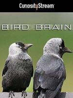 Watch Bird Brain Primewire