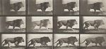 Watch Lion Walking Primewire