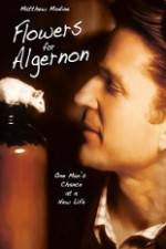 Watch Flowers for Algernon Primewire