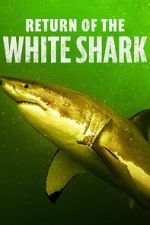 Watch Return of the White Shark Primewire