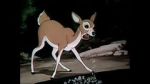 Watch Wacky Wildlife (Short 1940) Primewire
