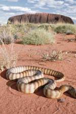 Watch DEADLY PREDATORS.AUSTRALIAN PYTHONS Primewire
