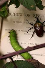 Watch Darwin's Struggle The Evolution of the Origin of Species Primewire