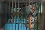 Watch The Tiger Mafia Primewire