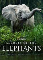 Watch Secrets of the Elephants Primewire