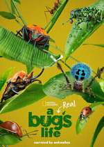 Watch A Real Bug's Life Primewire