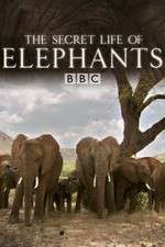 Watch The Secret Life of Elephants Primewire
