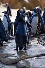 Watch Meet the Penguins Primewire