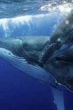 Watch Big Blue Live Primewire