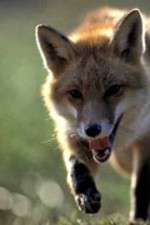 Watch Fox Wars Primewire