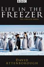 Watch Life in the Freezer Primewire