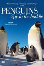 Watch Penguins Spy In The Huddle Primewire