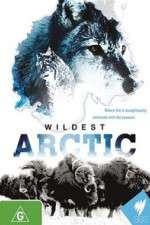 Watch Wildest Arctic Primewire