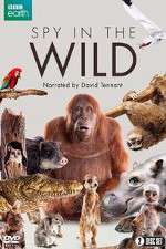 Watch Spy in the Wild Primewire