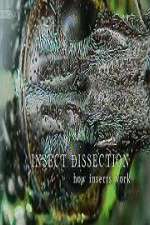 Watch Insect Dissection How Insects Work Primewire