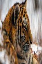 Watch Operation Snow Tiger Primewire