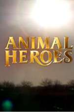 Watch Animal Heroes Primewire