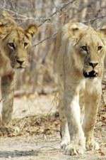 Watch Lion Country: Night and Day Primewire