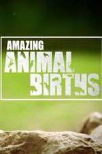 Watch Amazing Animal Births Primewire