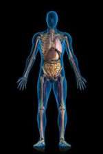 Watch Inside The Human Body Primewire