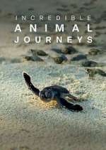 Watch Incredible Animal Journeys Primewire
