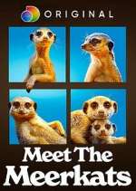Watch Meet the Meerkats Primewire