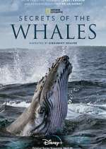 Watch Secrets of the Whales Primewire